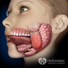 Протоки слюнных желез: определение, строение, виды, выполняемые функции, анатомия, физиология, возможные заболевания и методы лечения