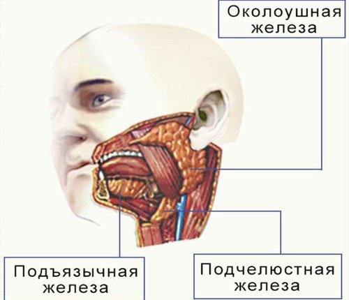 Протоки слюнных желез: определение, строение, виды, выполняемые функции, анатомия, физиология, возможные заболевания и методы лечения