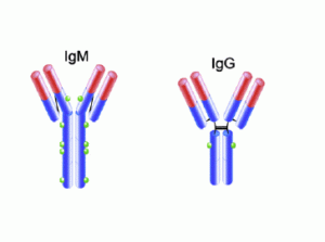 Антитела к лямблиям в крови: что такое IgA, IgM, IgG