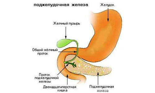 Поджелудочная железа: симптомы панкреатита и других заболеваний