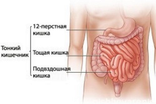 Тонкий кишечник человека, основные заболевания и симптомы