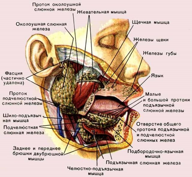 Протоки слюнных желез: определение, строение, виды, выполняемые функции, анатомия, физиология, возможные заболевания и методы лечения