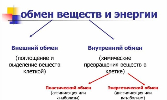 АКТОВЕГИН И МЕКСИДОЛ: можно ли принимать одновременно (совместимость)