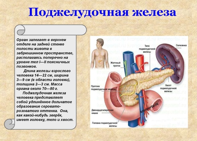 Питание при панкреатите: какие продукты нельзя и что можно есть при панкреатите?