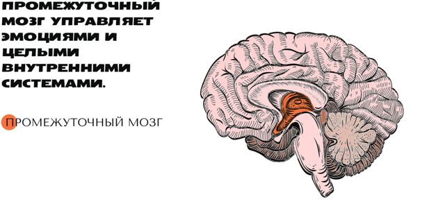 Как работает мозг человека (краткий ликбез)
