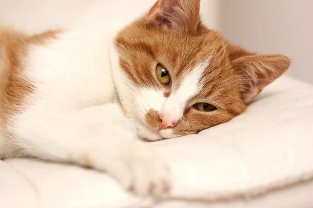 Как промыть желудок кошке в домашних условиях?