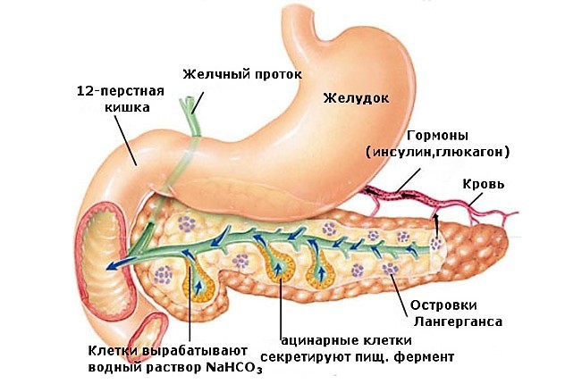 Поджелудочная железа - где находится и как болит орган человека