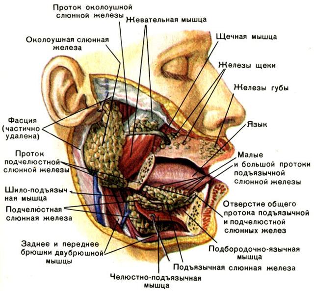 Протоки слюнных желез: определение, строение, виды, выполняемые функции, анатомия, физиология, возможные заболевания и методы лечения