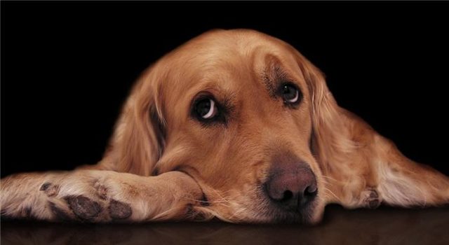 Бывает ли у собак депрессия