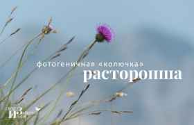 Продукты для поджелудочной железы и печени - Всё о печени