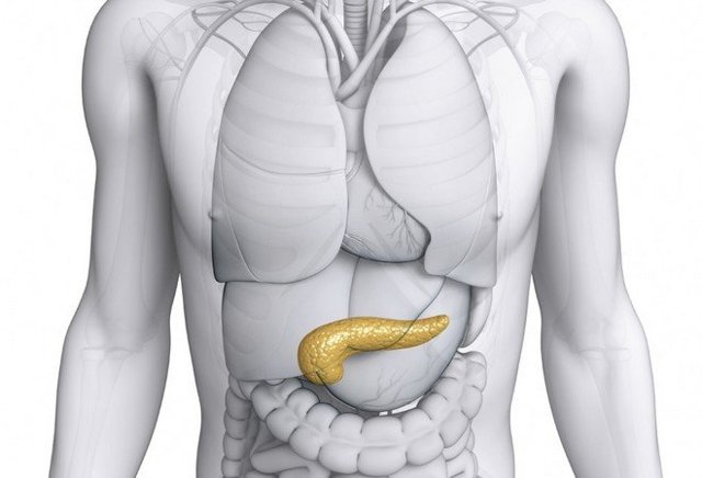 Поджелудочная железа - где находится и как болит орган человека