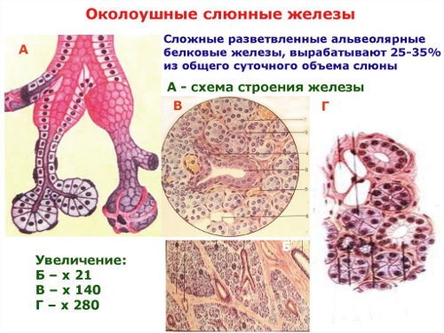 Протоки слюнных желез: определение, строение, виды, выполняемые функции, анатомия, физиология, возможные заболевания и методы лечения