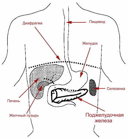 Роль поджелудочной железы в организме человека: симптомы заболеваний и лечение