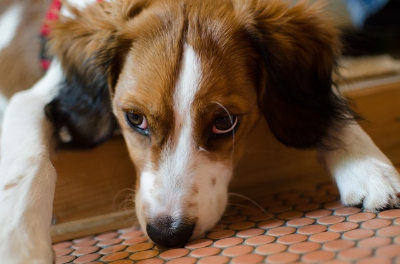 Как вывести глистов у собак самостоятельно: дать таблетку, лечение