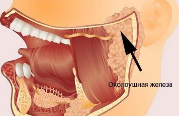 Протоки слюнных желез: определение, строение, виды, выполняемые функции, анатомия, физиология, возможные заболевания и методы лечения