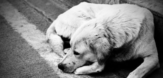 Бывает ли у собак депрессия