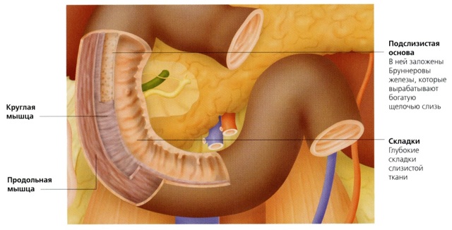 Где находится двенадцатиперстная кишка (с фото) и почему так называется, анатомия и функции, как болит