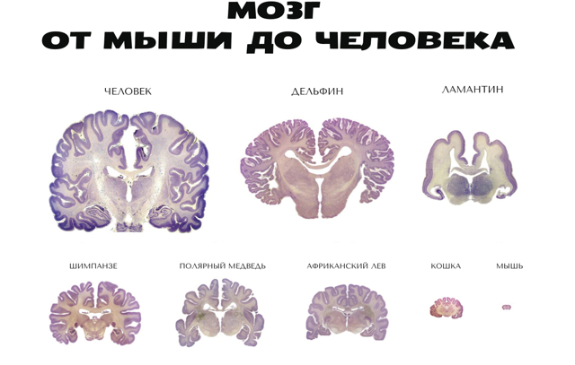 Как работает мозг человека (краткий ликбез)