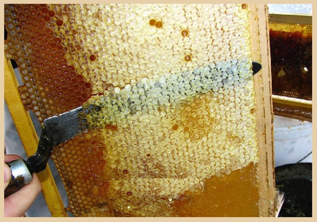 Мед при панкреатите: полезный или вредный продукт при патологии