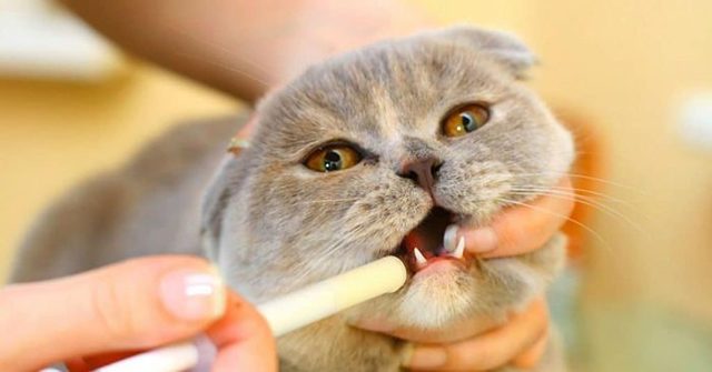 Пирантел для кошек: дозировка, инструкция