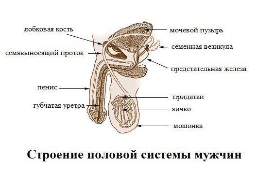 Затрудненное мочеиспускание у мужчин - причины и лечение