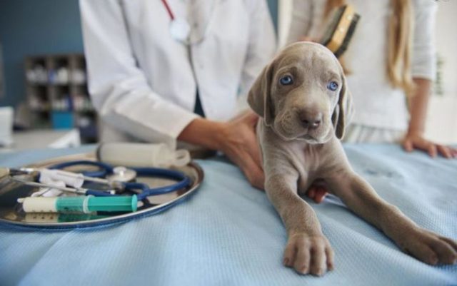 Энтерит у собак - острый, вирусный и другие виды, симптомы и лечение, профилактика