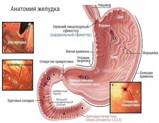 Недостаточность кардиального жома