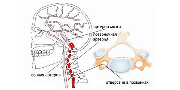 Сосудорасширяющие препараты при остеохондрозе шеи для головного мозга и при шуме в ушах