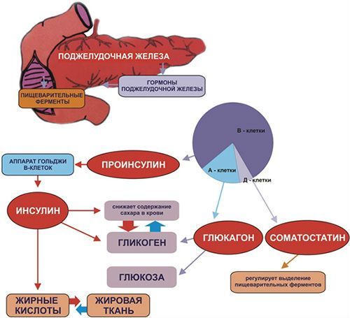Поджелудочная железа вырабатывает какие гормоны?