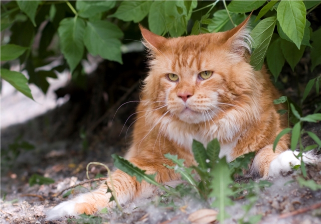 Цирроз печени у кошек симптомы – печеночная недостаточность у кота лечение