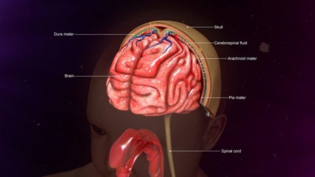 Чем вызвана менингиома головного мозга - причины, симптомы, лечение