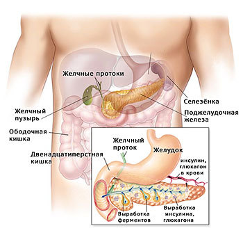 Аюрведа: поджелудочная железа и лечение панкреатита, согласно учению