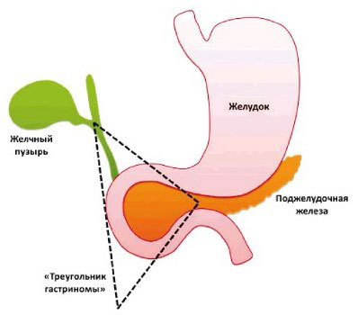 Гастрин что это такое и за что отвечает этот гормон