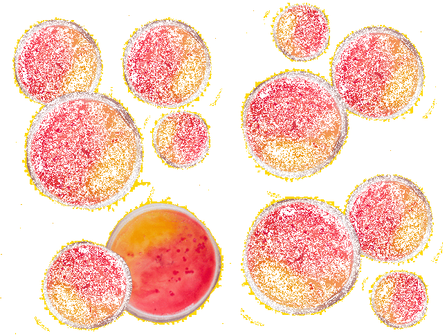Мицелий патогенного гриба у человека (споры): как обнаружить патогенный грибок и способы лечения, причины и симптомы, диагностика заболевания и пути заражения